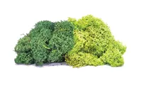 Lichen - Large Green Mix