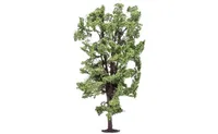 Horse-Chestnut Tree
