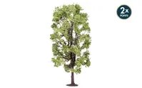 Lime Tree