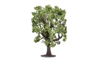 Oak Tree
