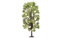 Lime Tree