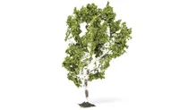 Birch Tree