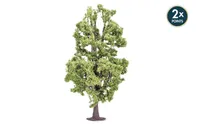 Lime Tree