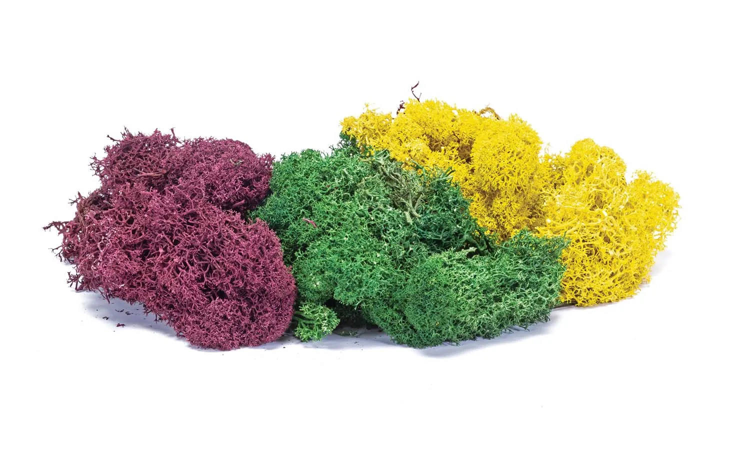 Lichen – Grand mélange automnal