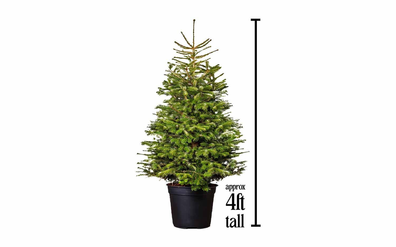 High Speed Train Set with Christmas tree