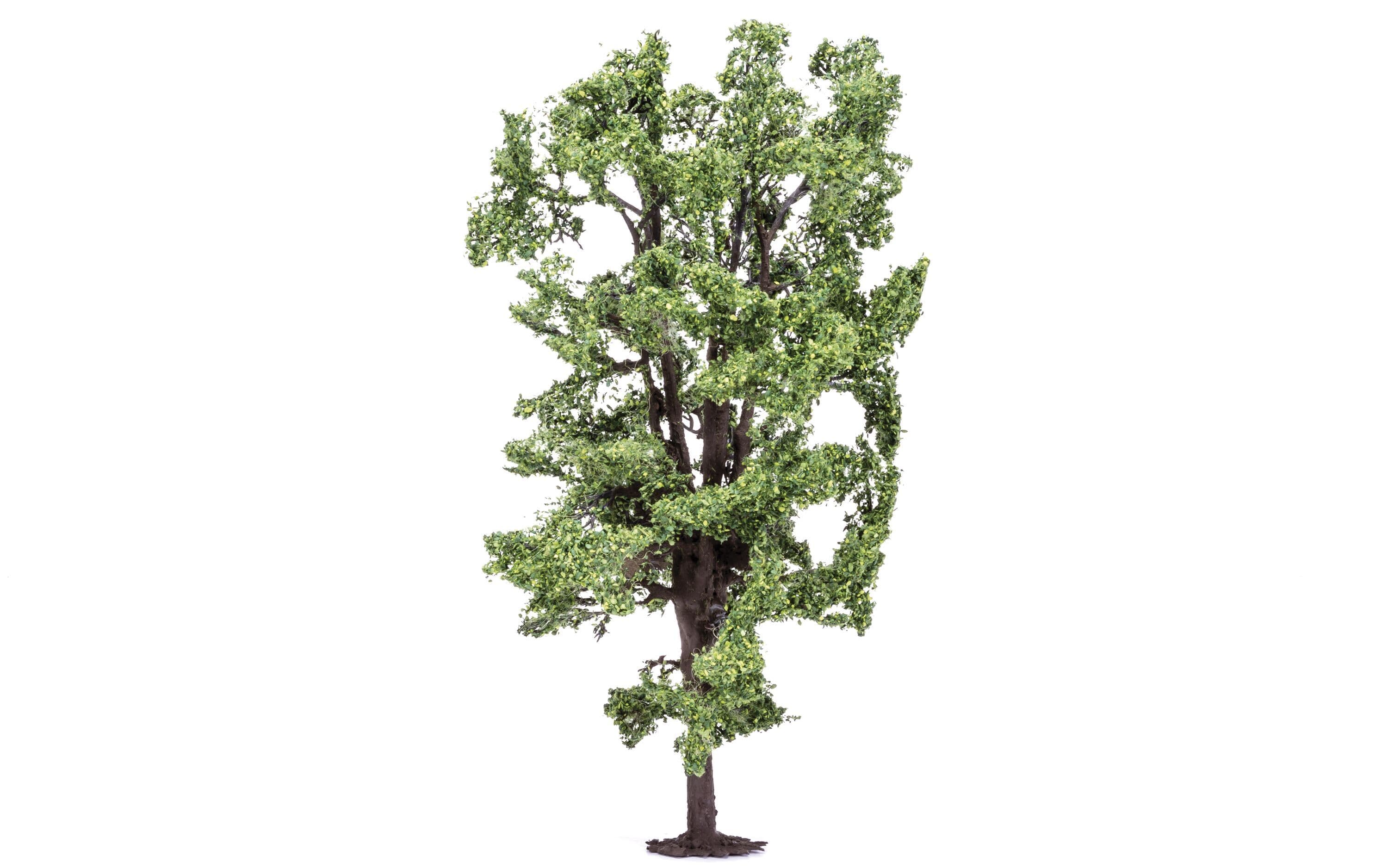 Horse-Chestnut Tree