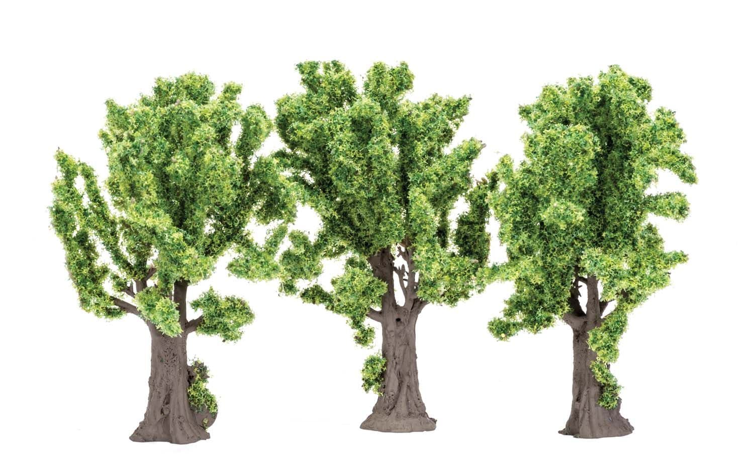 Maple Trees
