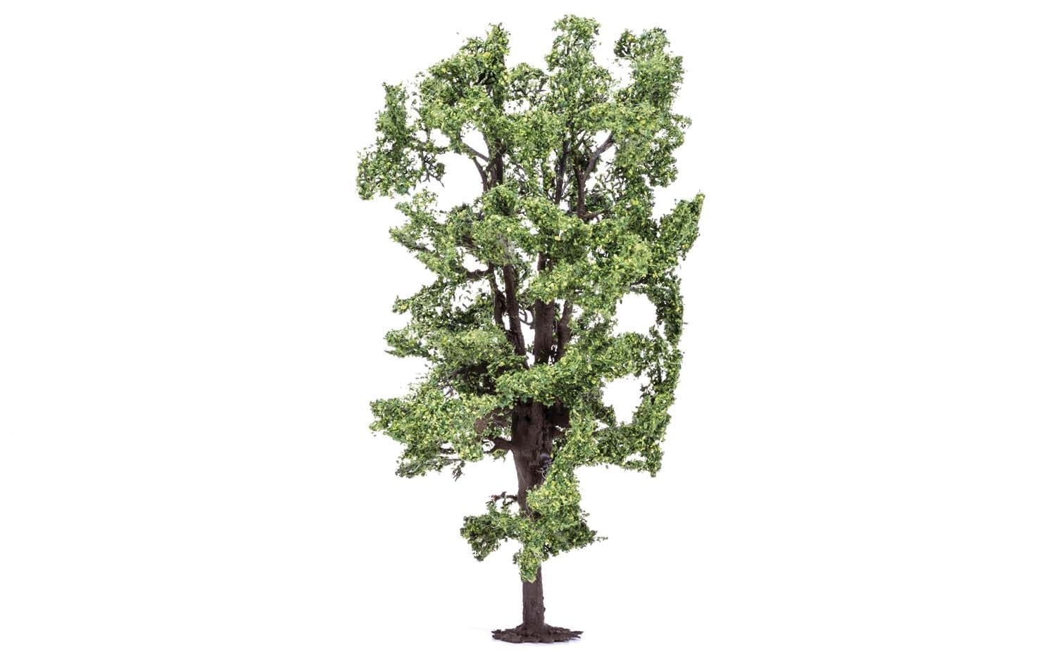 Horse-Chestnut Tree