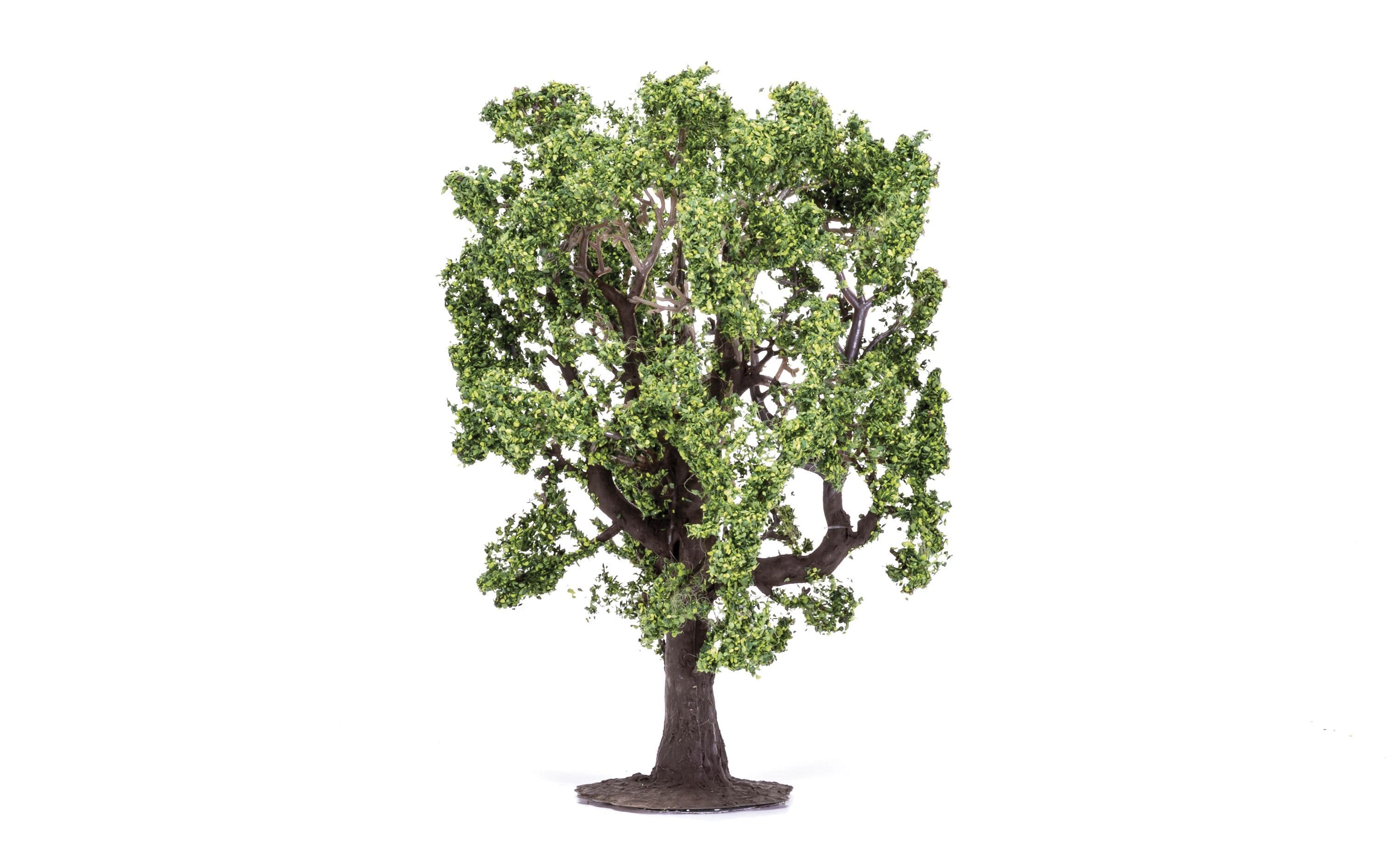 Oak Tree