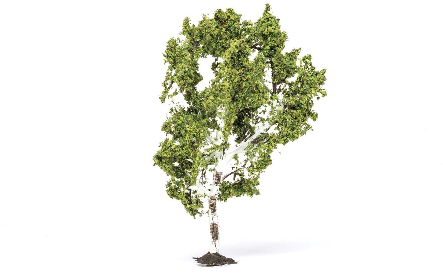 Birch Tree