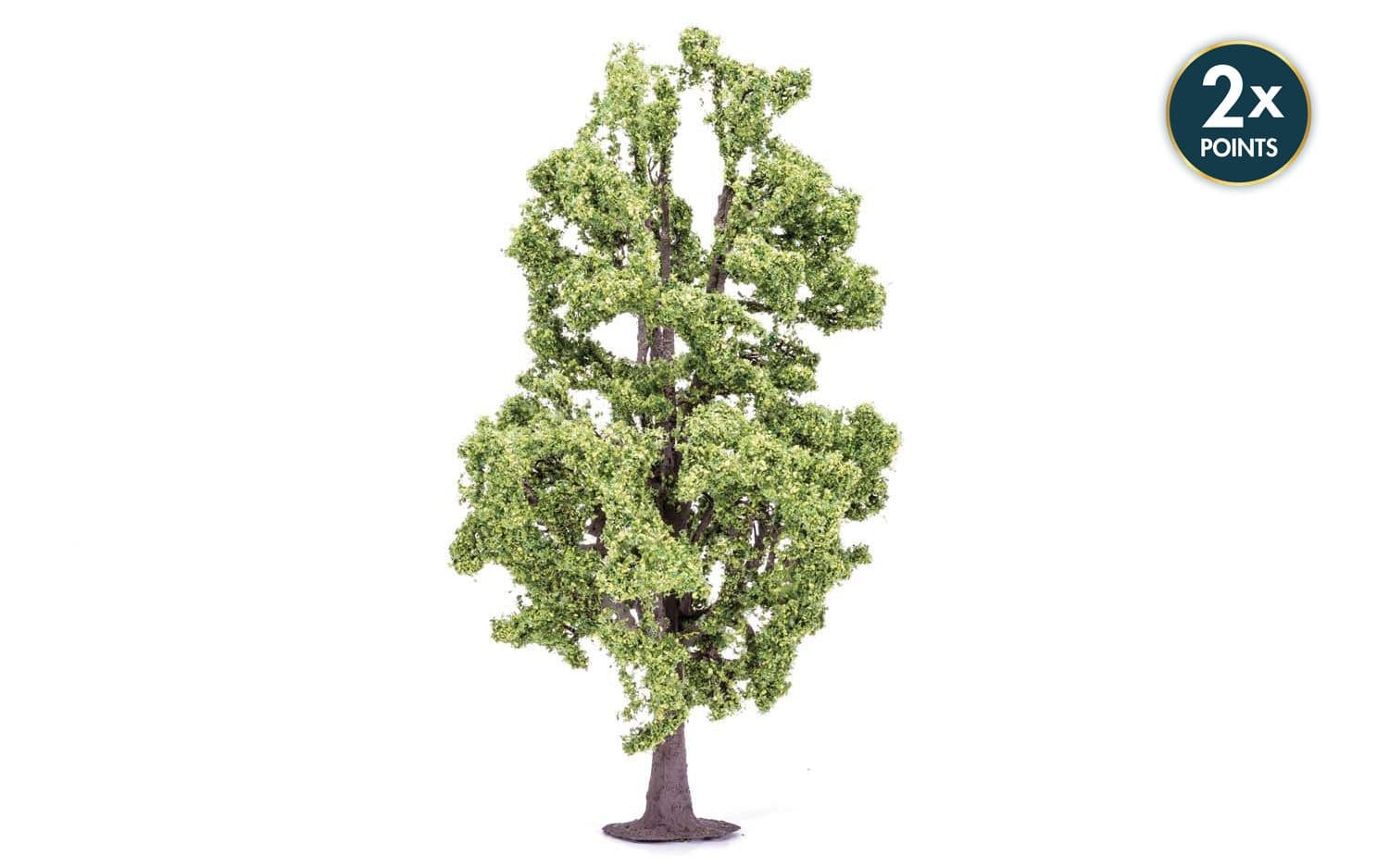 Lime Tree