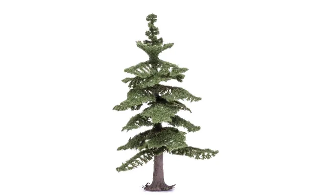 Mittlerer nordischer Tannenbaum