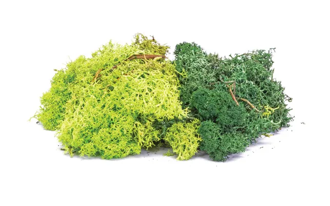 Lichen - Verde Mix