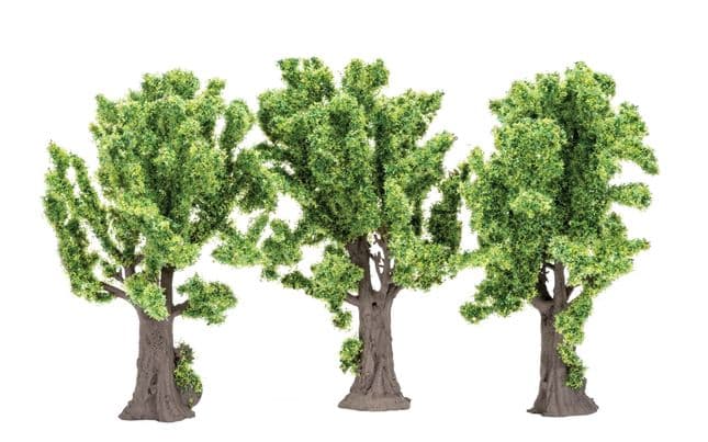 Maple Trees