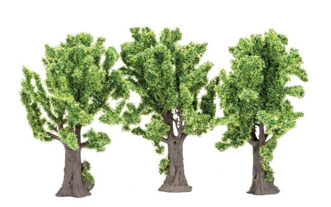 Maple Trees