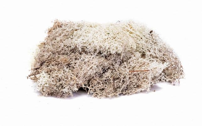 Lichen Stone Grey