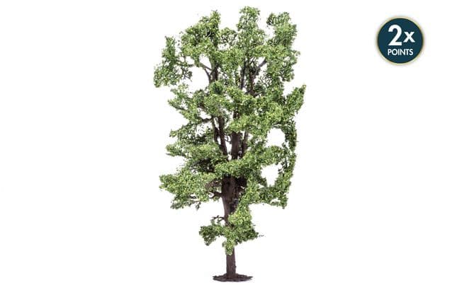 Horse-Chestnut Tree
