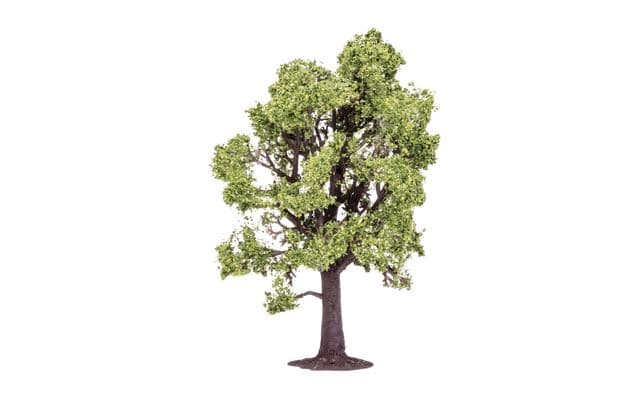 Beech Tree