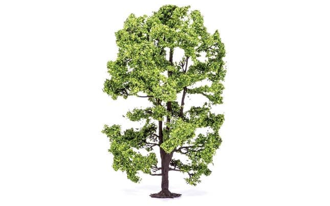 Acacia Tree