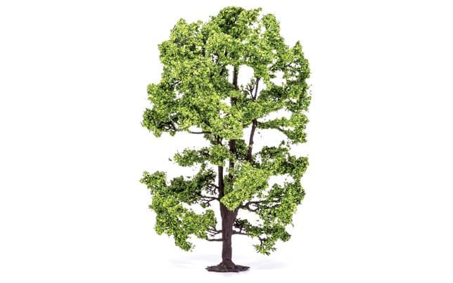 Acacia Tree