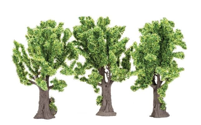 Maple Trees