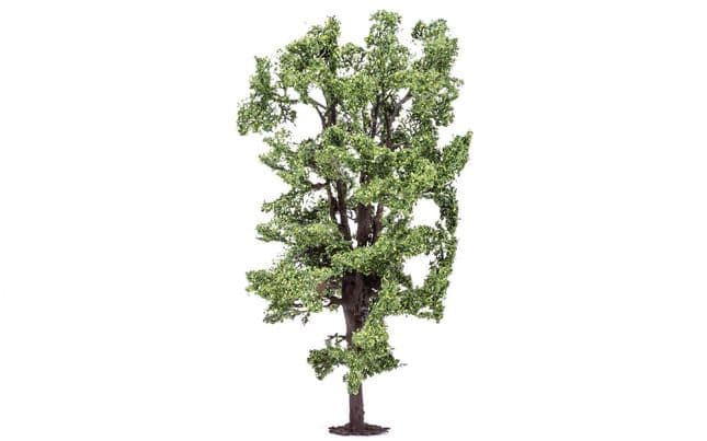 Horse-Chestnut Tree