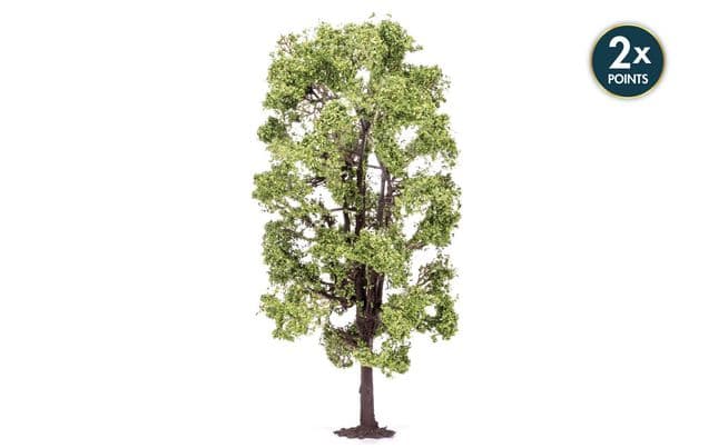 Lime Tree