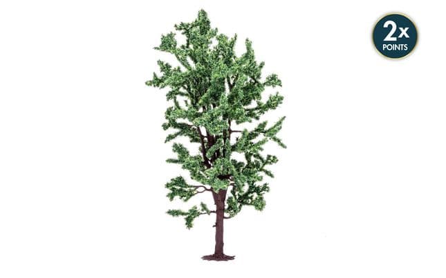 Horse Chestnut Tree