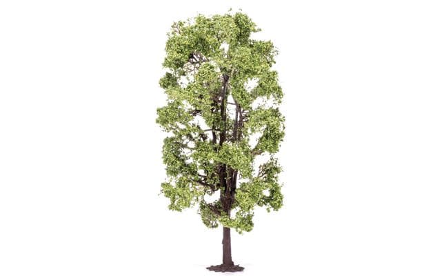 Lime Tree
