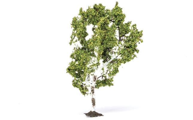 Birch Tree