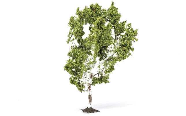 Birch Tree