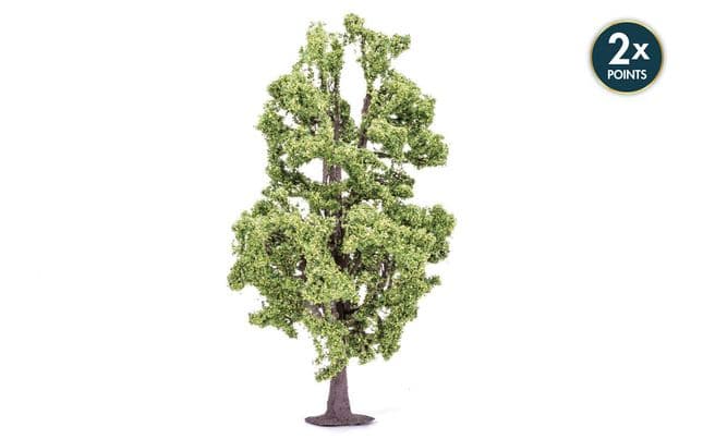 Lime Tree