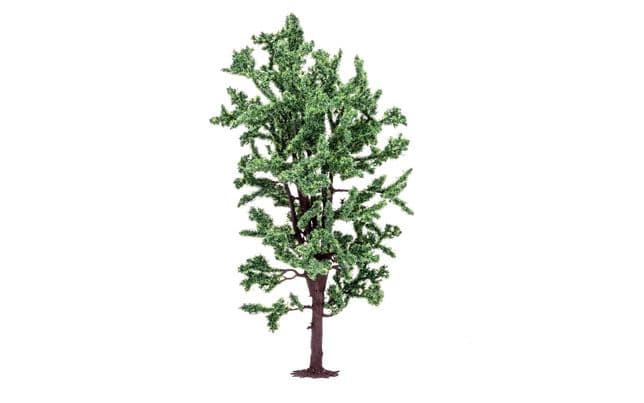 Horse Chestnut Tree